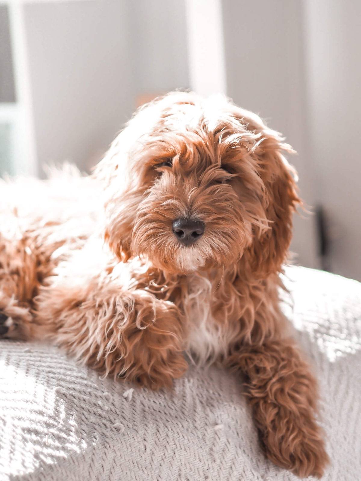 Cockapoo puppy on sale crying at night